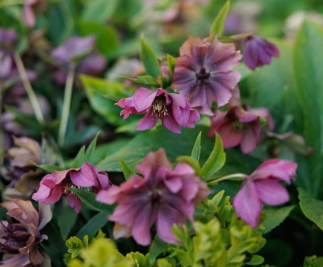 Add structure and colour to the winter border