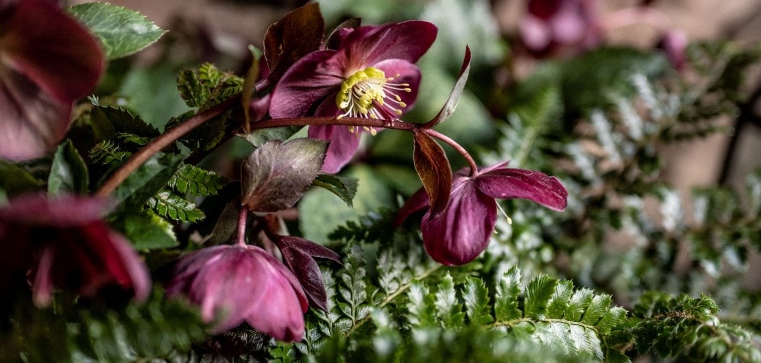 Where to grow hellebores