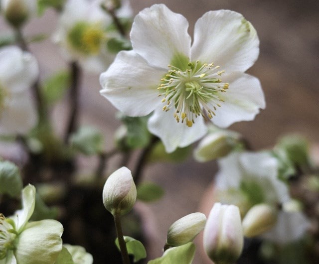 How to plant hellebores