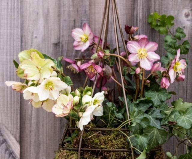Different types of hellebores