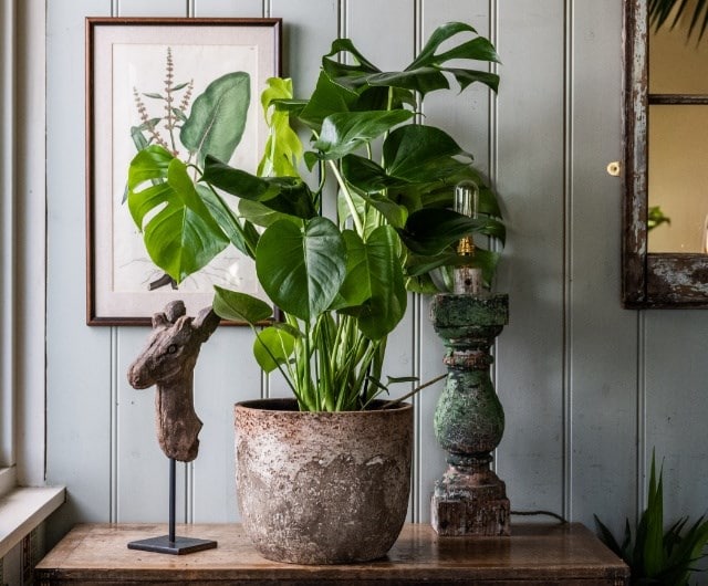 House plants for living rooms