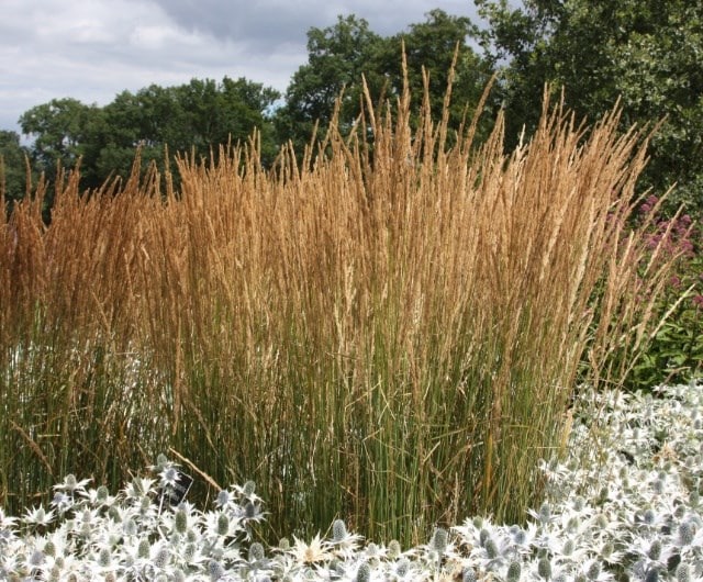 grasses_ashley_calamagrostis