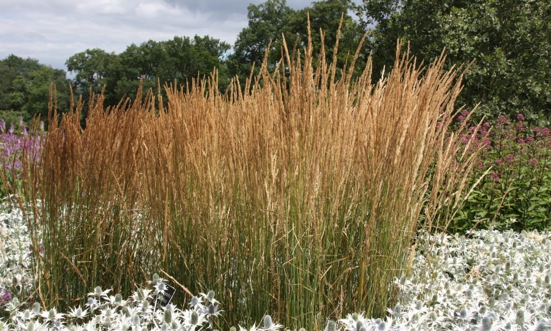 grasses_ashley_calamagrostis