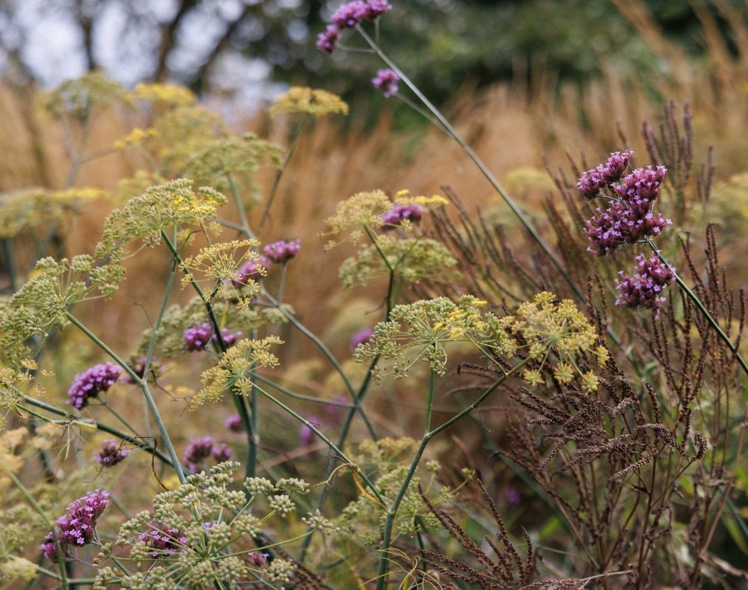 Late summer perennials