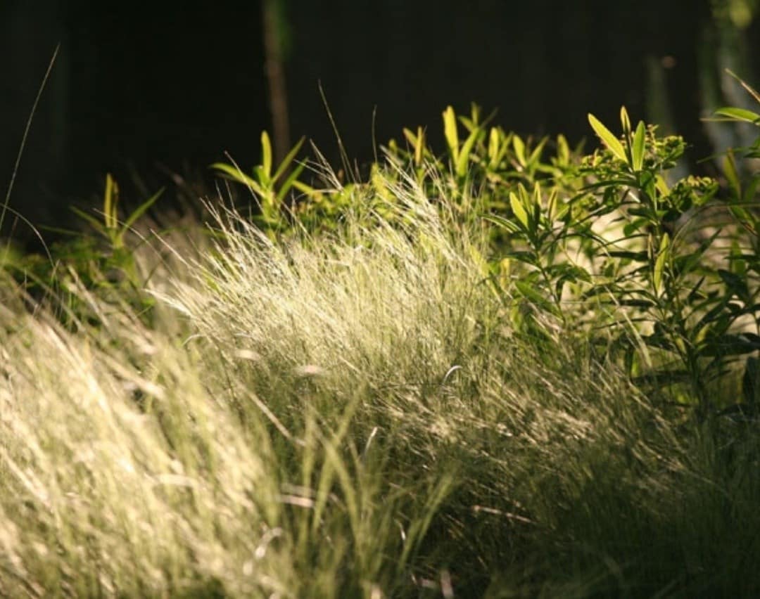 Discover ornamental grasses
