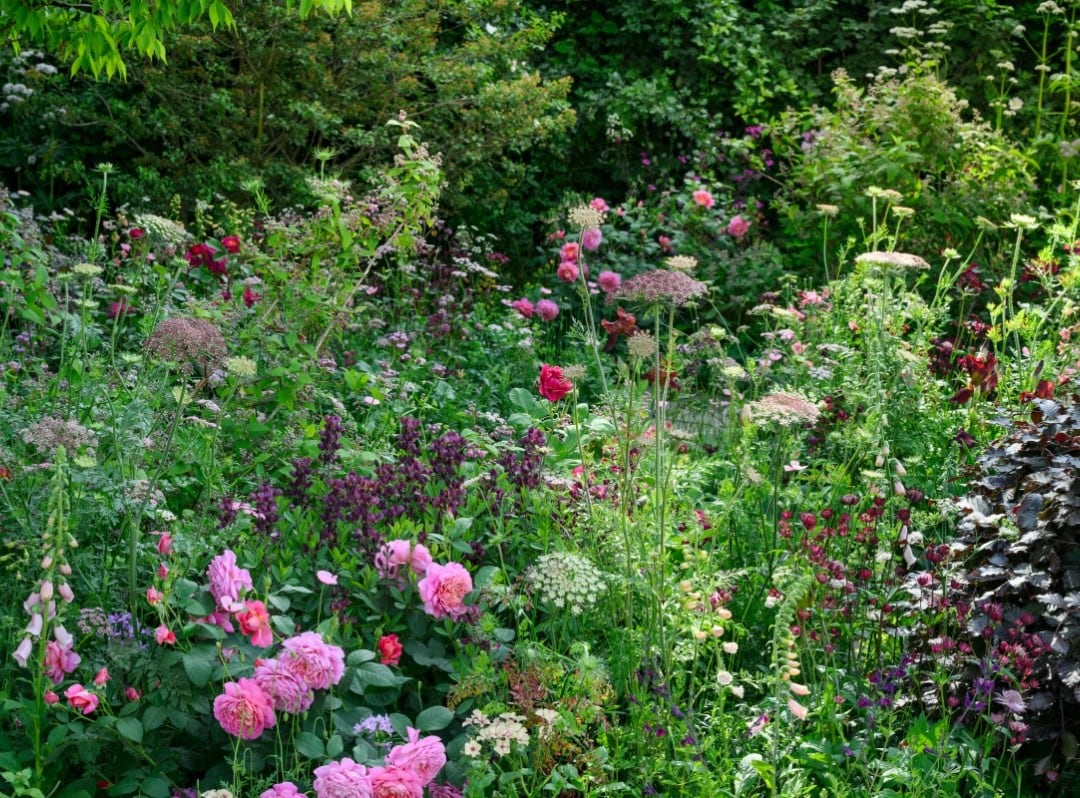 The beauty of the cottage garden