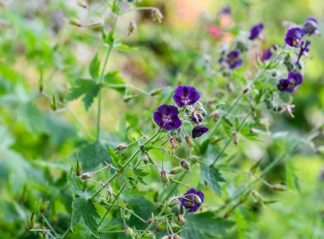 Jo's cottage garden plants