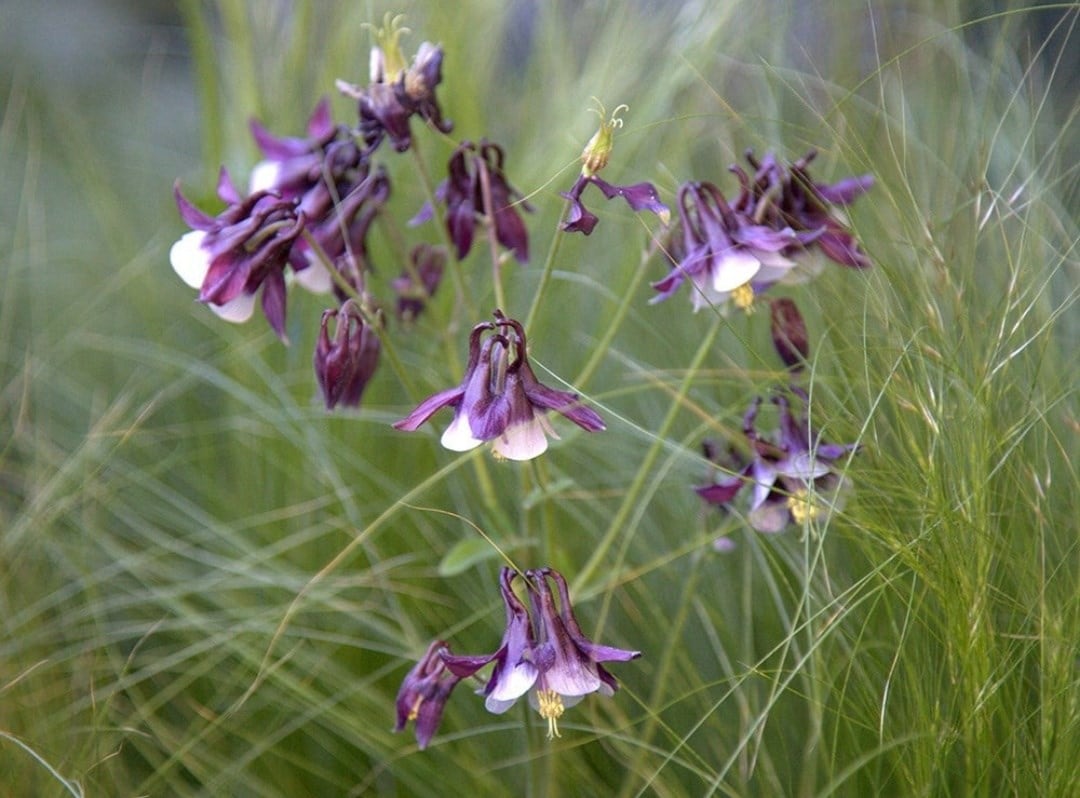 Jo's cottage garden plants