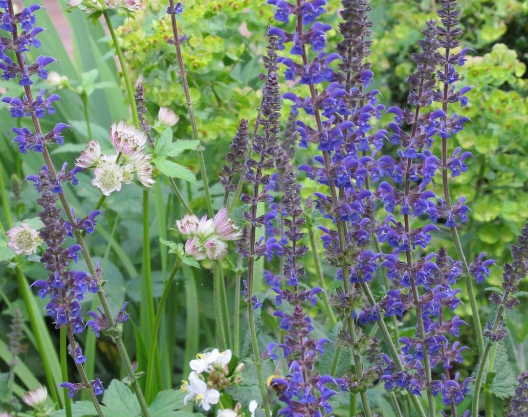 Get inspired with Lucy Willcox's border collection