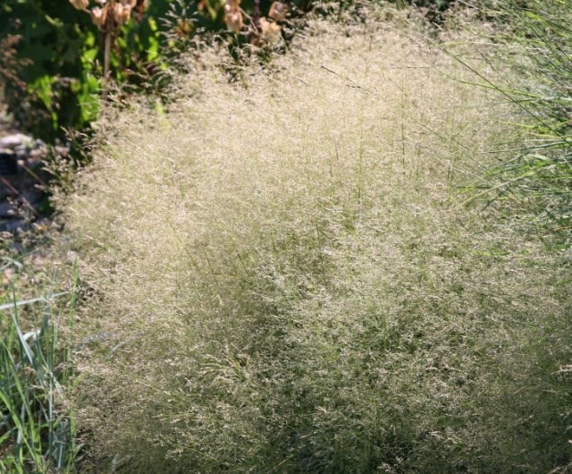 Hard question, but what’s your favourite plant to use in a garden and why?