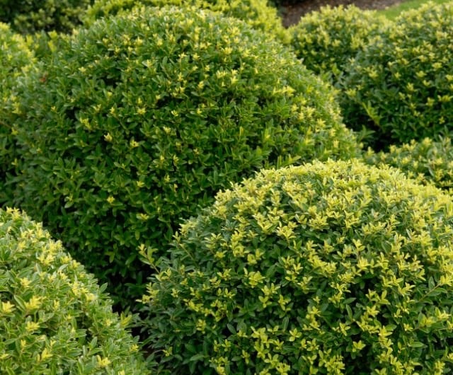 Ilex crenata Dark Green