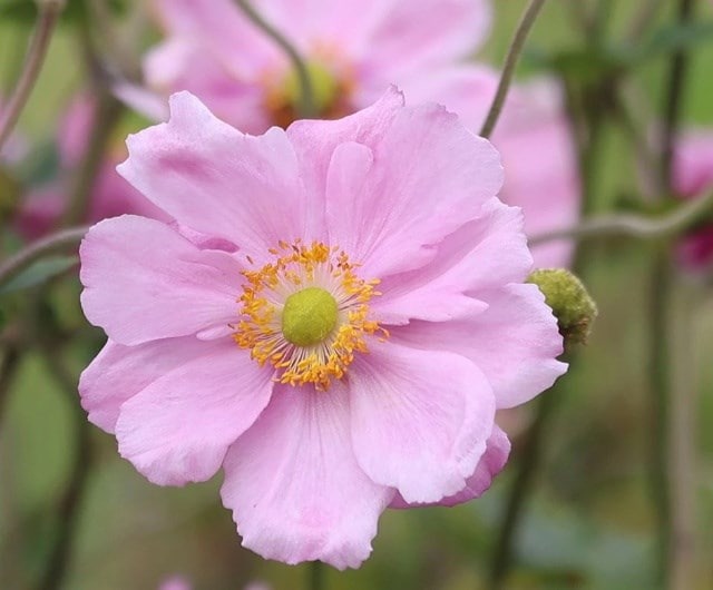 Anemone × hybrida 'Königin Charlotte'