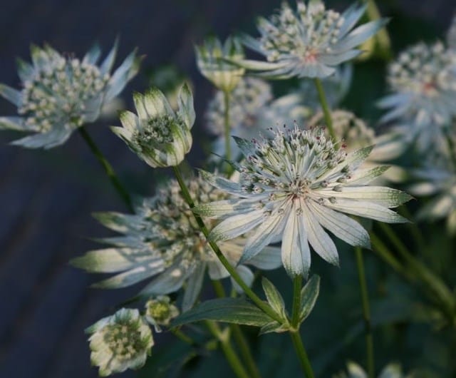 Astrantia major subsp. involucrata 'Shaggy'