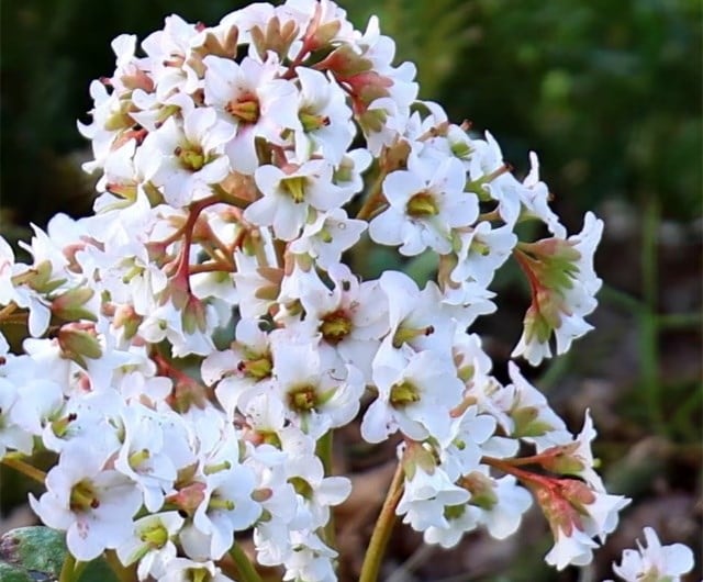 Bergenia 'Bressingham White'