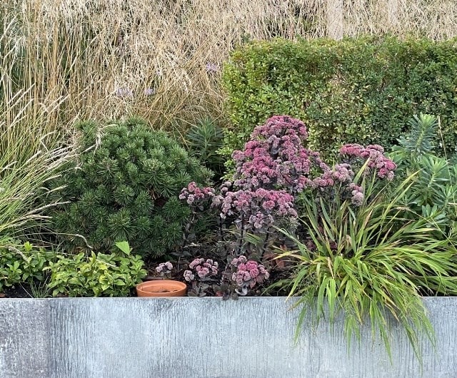 Clipped shrubs for contrast