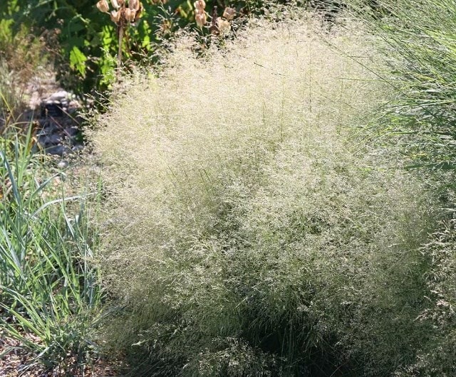 Deschampsia cespitosa 'Goldtau'