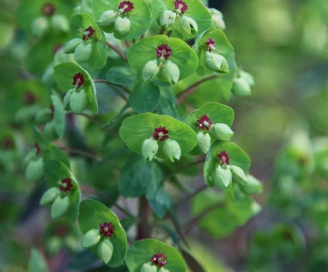 Euphorbia × martini