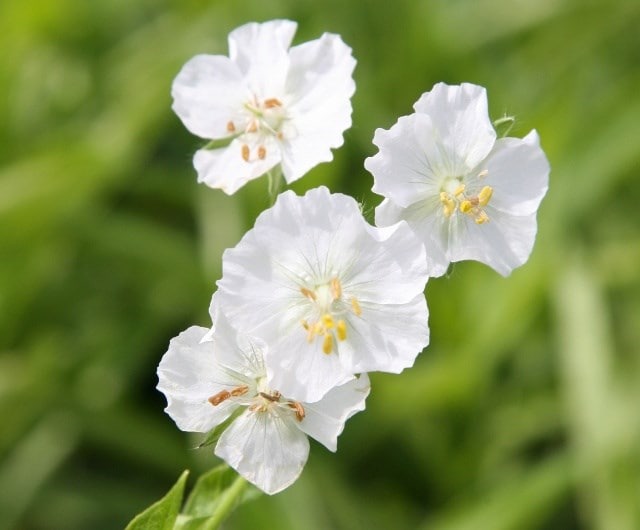 Geranium phaeum 'Album'