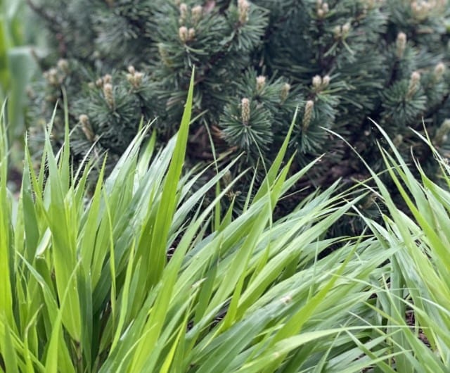 Hakonechloa for the changing seasons