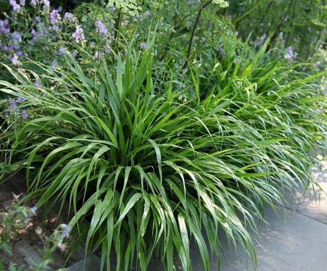 Hakonechloa macra