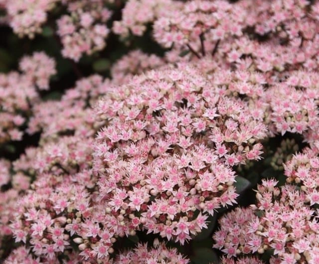 Hylotelephium 'Matrona'