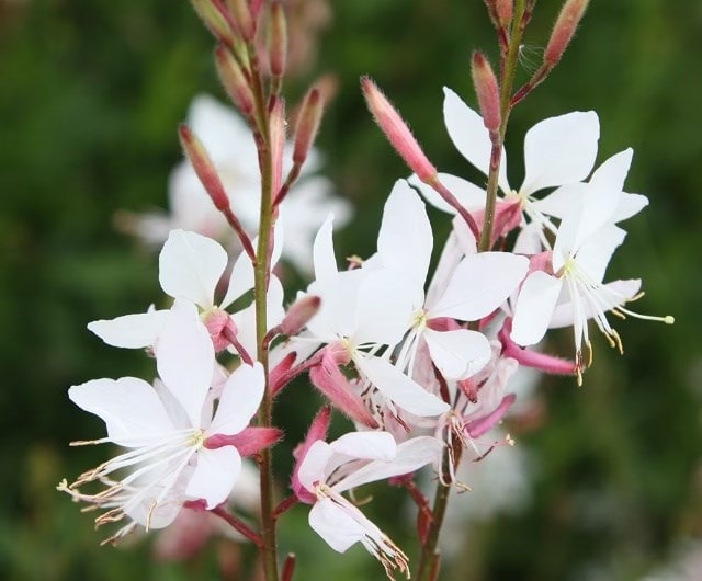 Oenothera lindheimeri 'Whirling Butterflies'