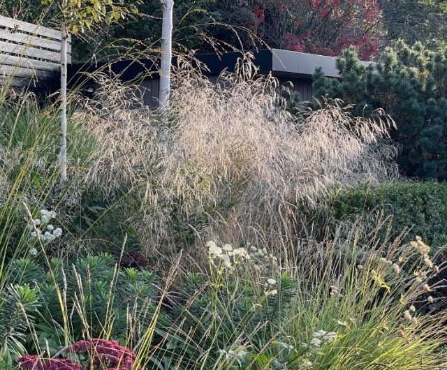 Transparent grasses for interest