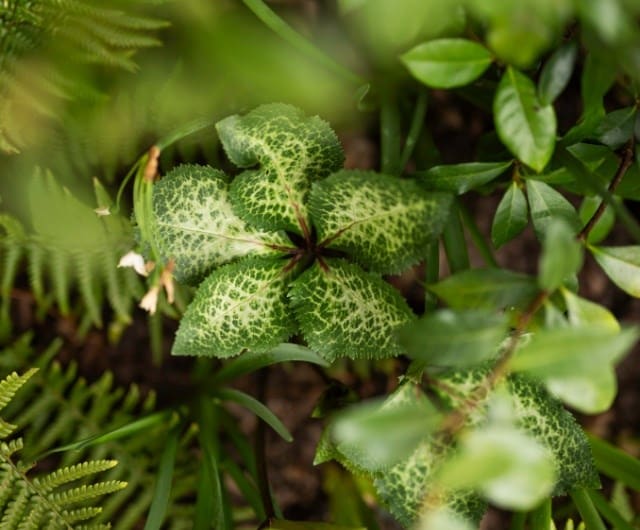 Choose plants that suit your conditions