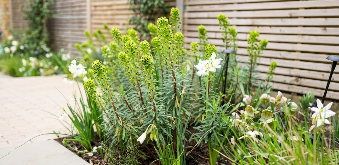 Plant generously
