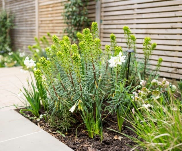 Plant generously