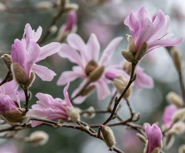 Early spring colour with magnolias