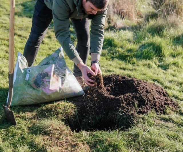 Planting your magnolia