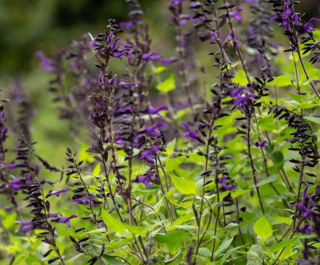 Salvia ‘Amistad’
