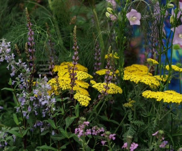 Salvia ‘Caradonna’ and Achillea ‘Moonshine’