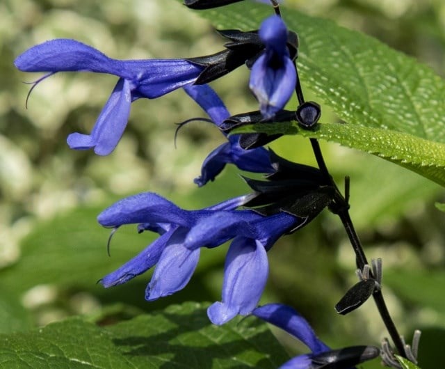 Salvia guaranitica 'Black and Blue'