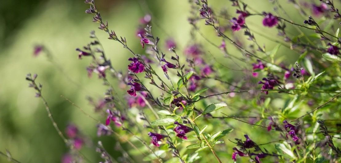 guide_to_growing_salvias