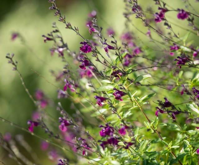 guide_to_growing_salvias