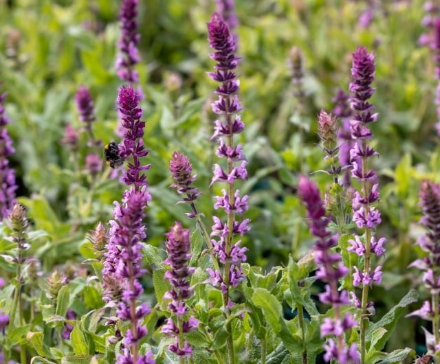 Salvia nemorosa ‘Caradonna Pink Inspiration’