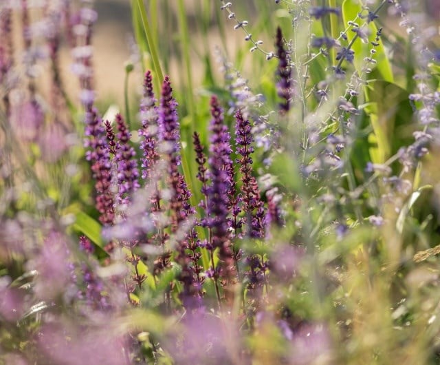Salvia ‘Nachtvlinder’ and Oenothera 'Whirling Butterflies'