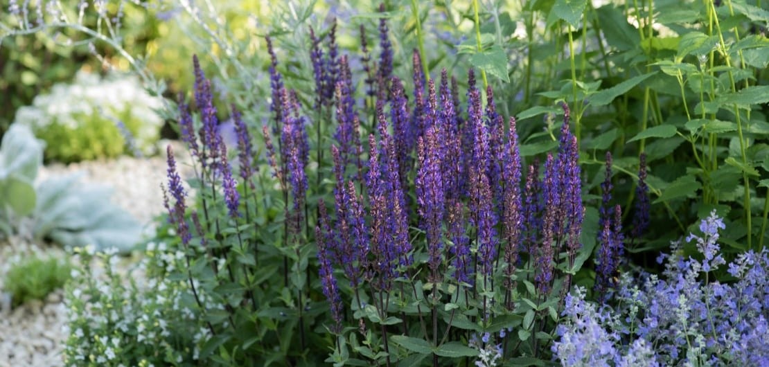 Salvia ‘Nachtvlinder’ and Oenothera 'Whirling Butterflies'