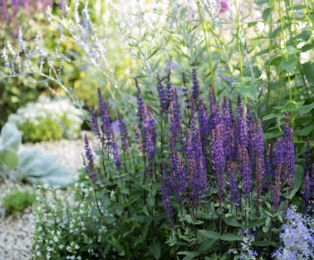 Salvia ‘Nachtvlinder’ and Oenothera 'Whirling Butterflies'