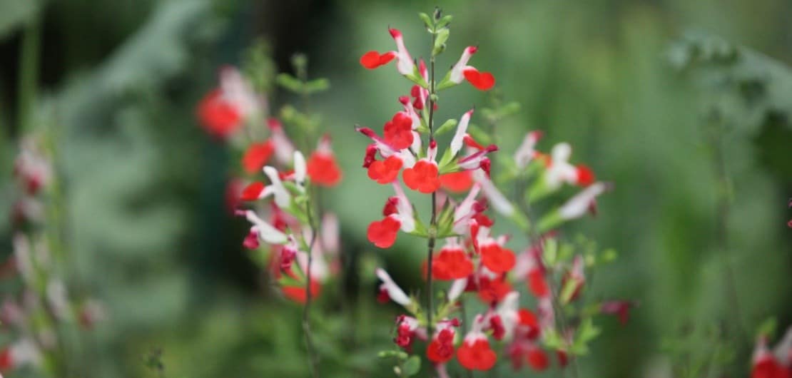 Salvia 'Hot Lips'