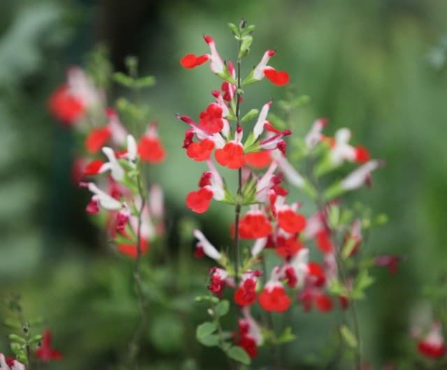 Salvia 'Hot Lips'