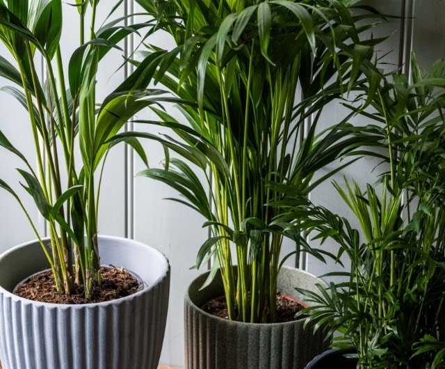 How to care for your indoor foliage plants and indoor palms