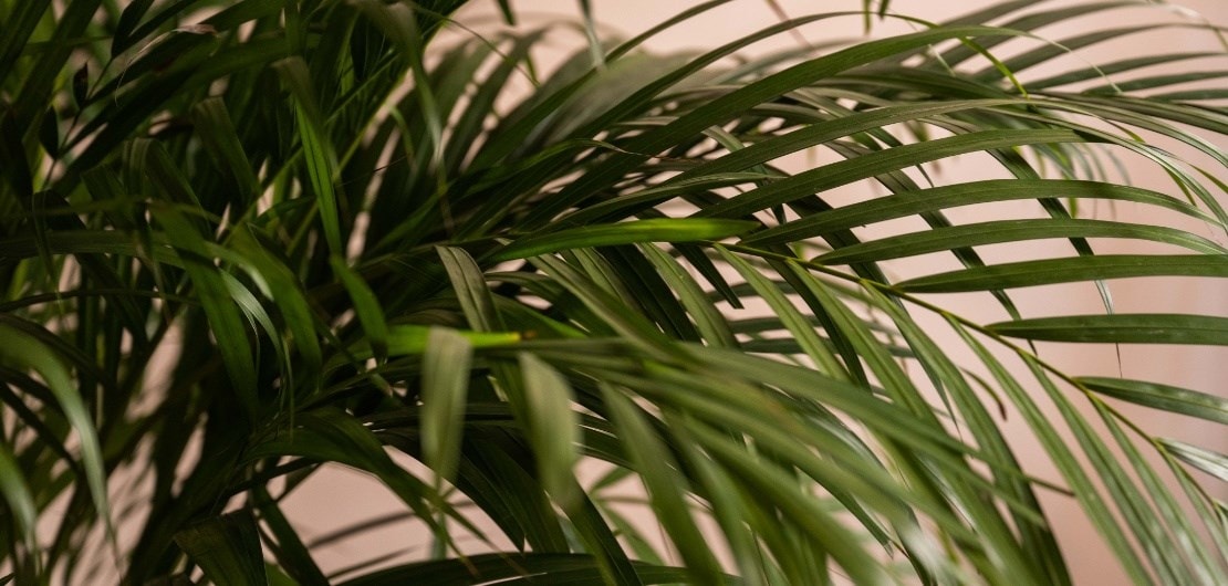 Indoor palms care guide, how to care for your indoor palms.