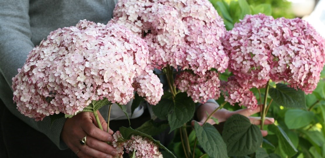 Hydrangea arborescens ‘Sweet Annabelle’
