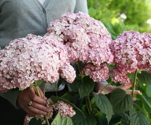 Hydrangea arborescens ‘Sweet Annabelle’