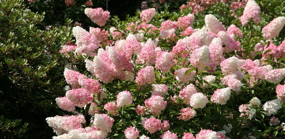Hydrangea paniculata ‘Vanille Fraise’