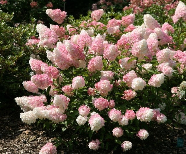 Hydrangea paniculata ‘Vanille Fraise’
