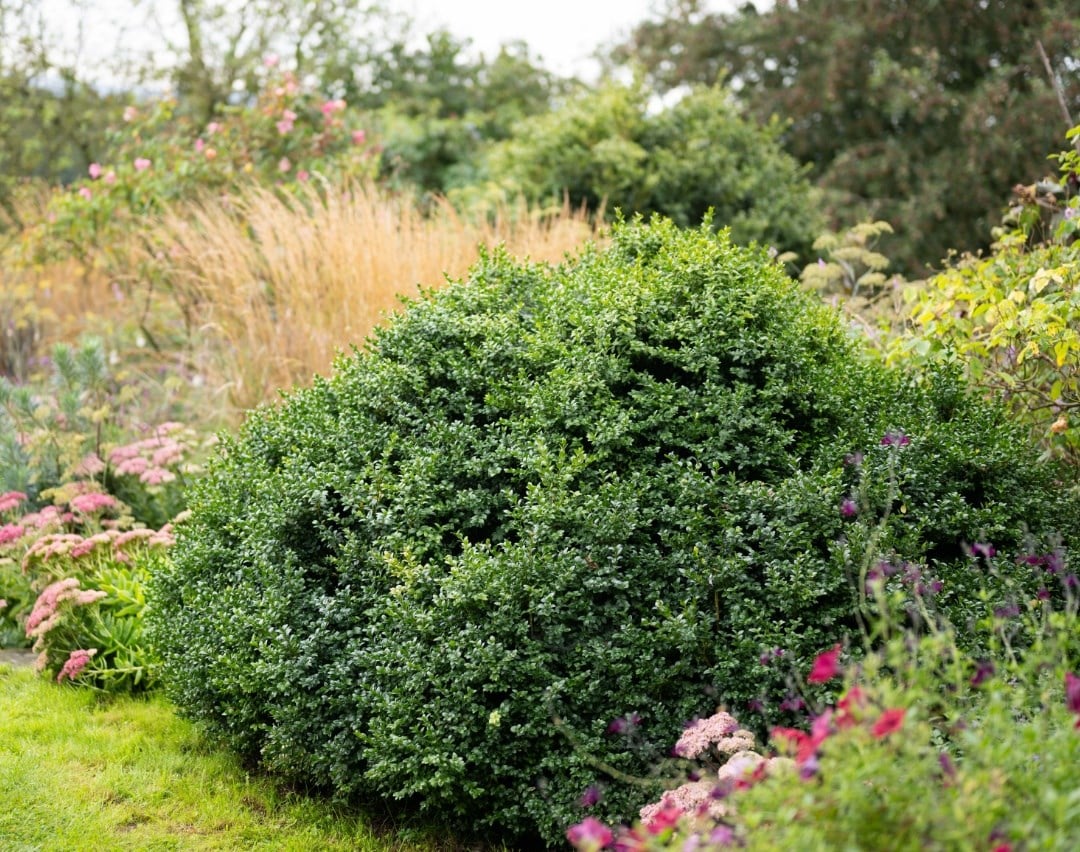 All shrubs